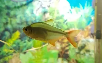 Rotblauer Kolumbianer